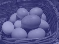 all the eggs in one basket - power point backgrounds