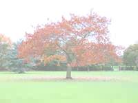 autumn tree - powerpoint backgrounds