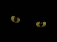 cats eyes - powerpoint backgrounds