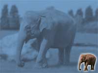 elephant - powerpoint backgrounds