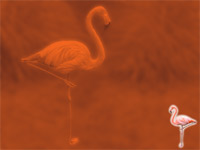 flamingo - powerpoint backgrounds