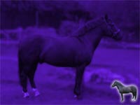 horse - powerpoint backgrounds