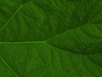 leaf - powerpoint backgrounds